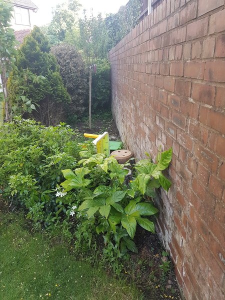 How much for a pleached hedge?