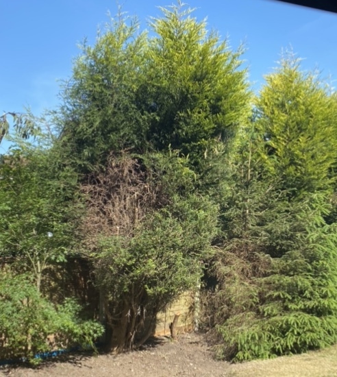 Help with conifer please!
