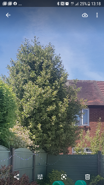 My neighbours Holly tree...advice please!