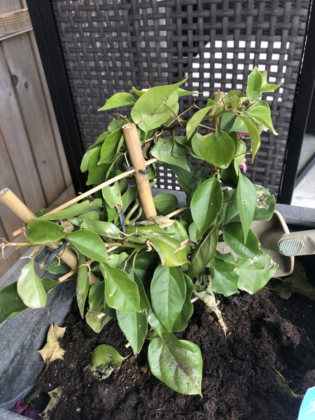 What’s killing my Bouganvillea?