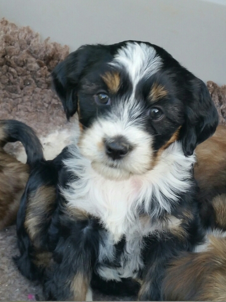 To think that puppies should be illegal?