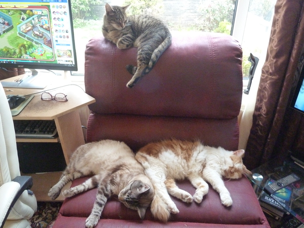 To really not understand why people are OK with cats