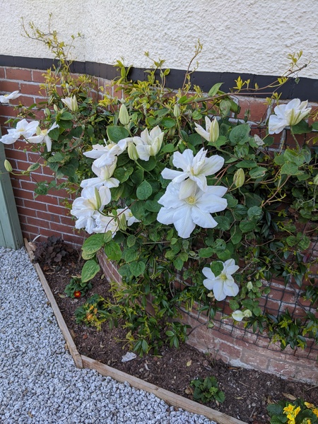 How long do clematis take to grow?