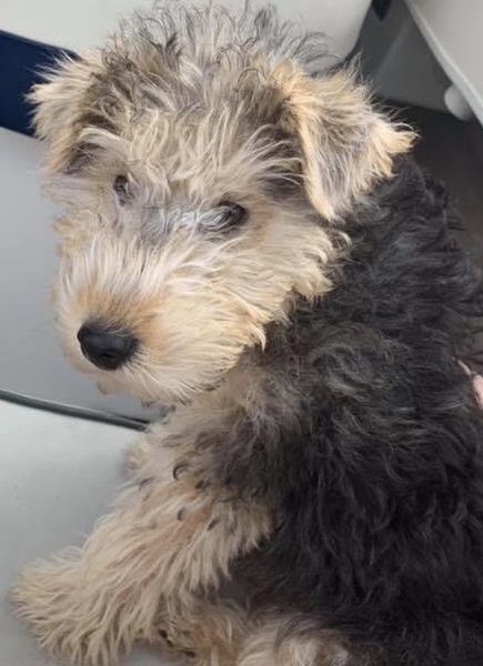 To think that puppies should be illegal?