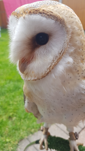 My parents and I had pet owls. AMA
