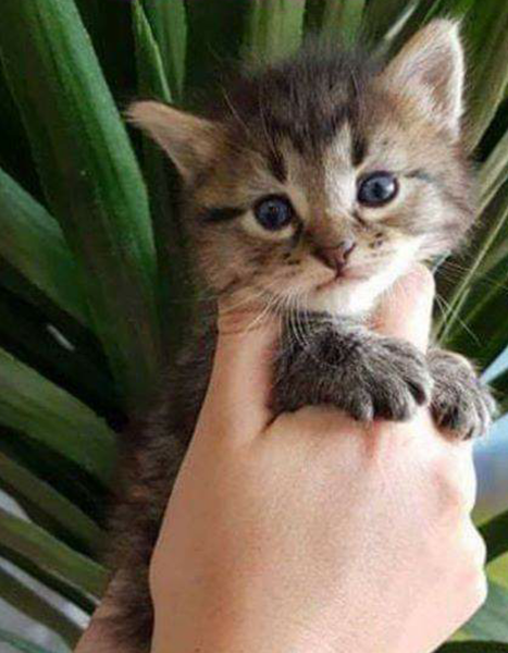 Kitten sellers taking the piss!!?