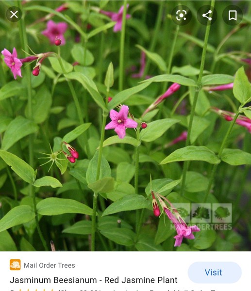 Anyone recognise this plant?