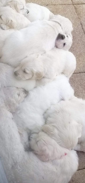 To think that puppies should be illegal?