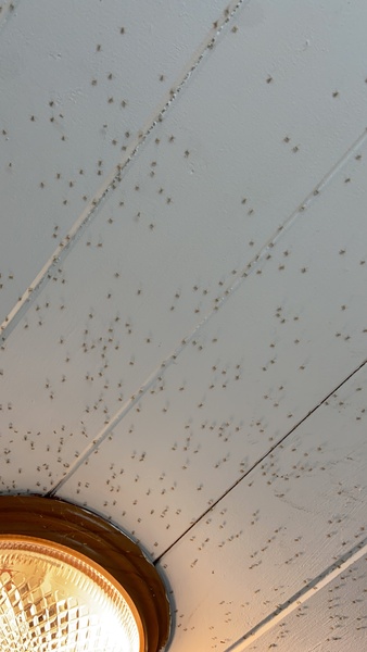 What are these bugs and how do I get rid of them?
