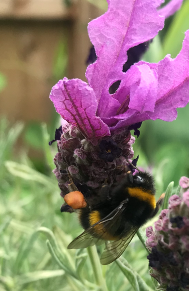 Possible Bees Nest - problem or not? (with pics)