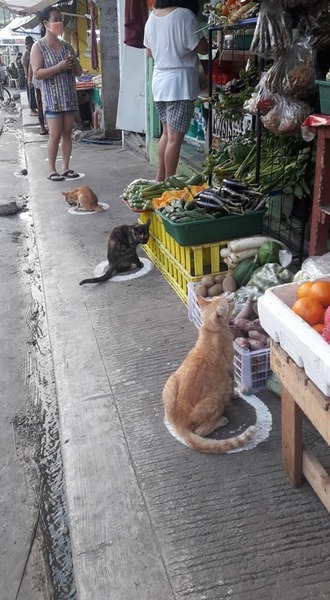 Pahahaha! So, you know what happens when cats see a chalk square? Well...