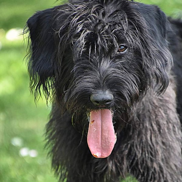 Rehoming a spaniel