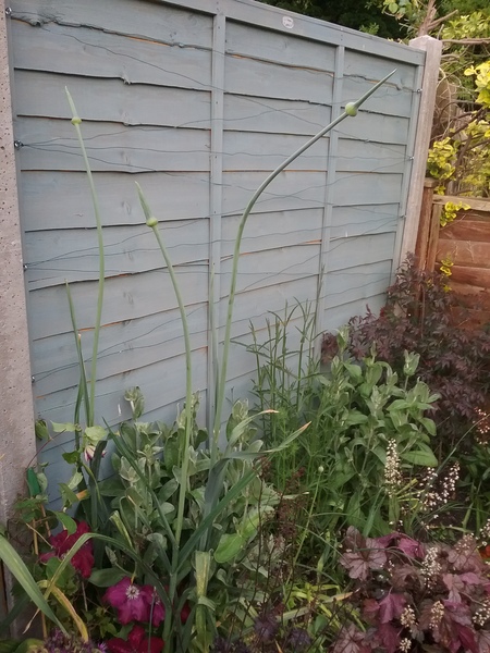 Can anyone identify these please?
