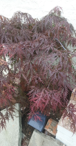 What is this?