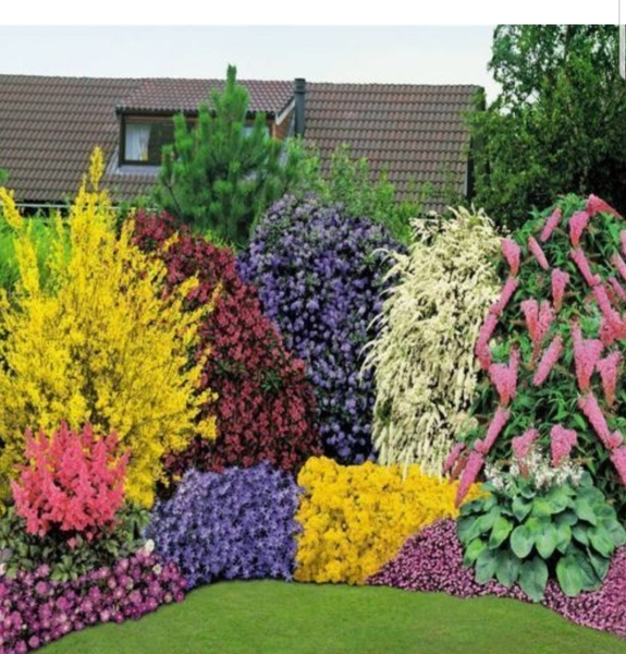 Evergreen bushes and shrubs