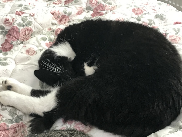 To really not understand why people are OK with cats