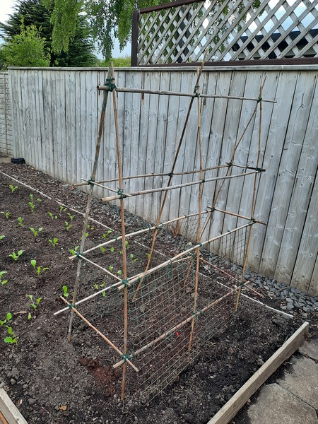 Is it too late to sow some varieties of veg ?
