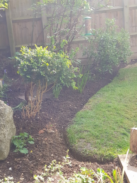Advice re. plants for newly cleared border, photo attached