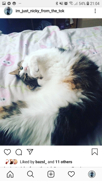 Tell me about your maine coons