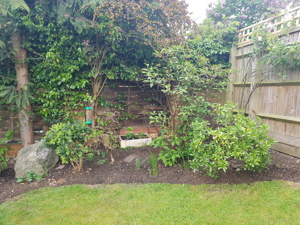 Advice re. plants for newly cleared border, photo attached