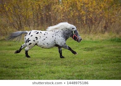 Anti-Dementor Alliance Thread - learn how to produce your patronus here
