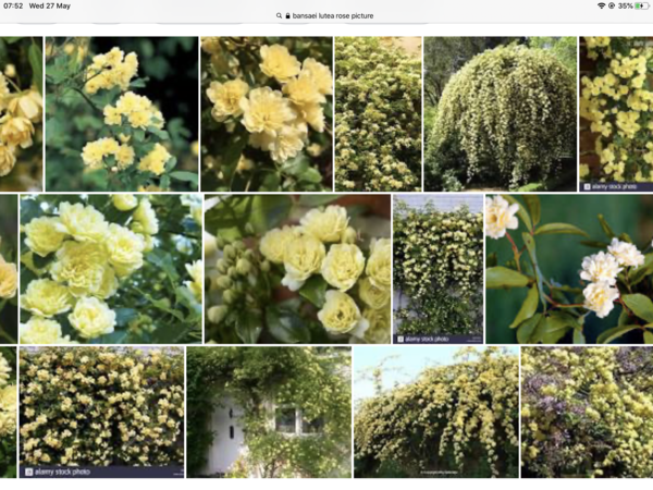 Fast growing climbers