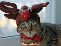 Help me rig up the cat like a reindeer