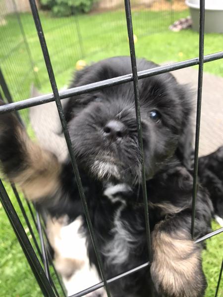 To think that puppies should be illegal?