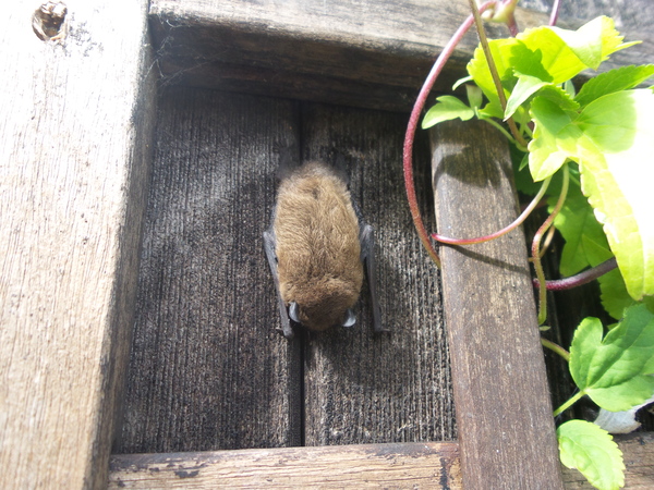 Squeeeee!! Just seen a bat