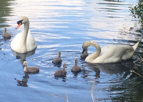 Swagger Inn thread 165 - wenches get --locked-- down with the HBFs (ylt)