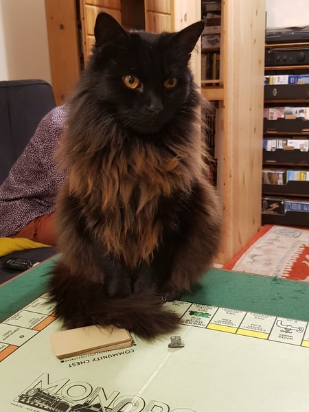My black cat has secret stripes