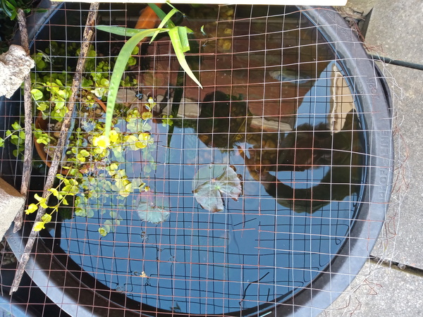 Ich on goldfish in outdoor pond