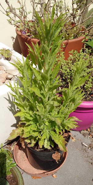 Another plant ID