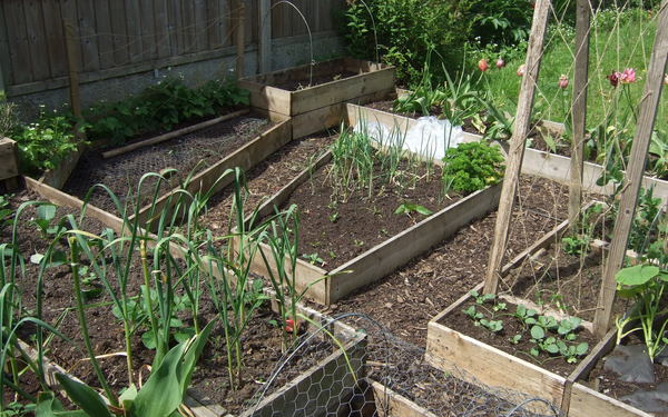 Allotment/Veg Patch Thread 15 - will winter ever end?