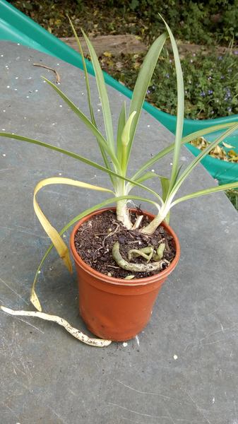What are these plants?
