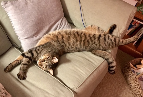 Thug Cat part 2. What, has this thing appeared again tonight?