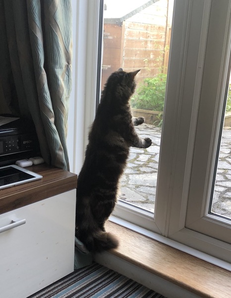 Paws, Ollie, Captain V and all the rest