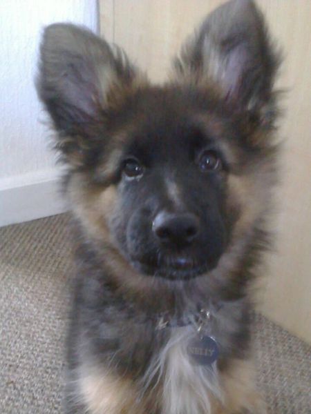 To think that puppies should be illegal?