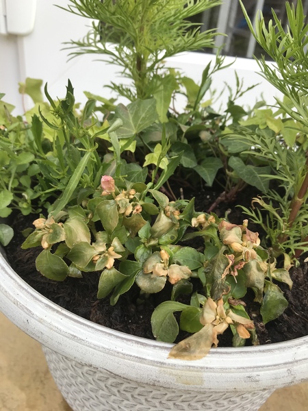 Help me save my plants!!! *pics attached