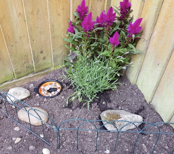 Bee and butterfly garden
