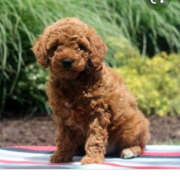 Did I buy a puppy farm pup?