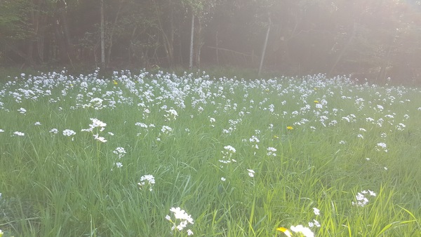 Growing a meadow