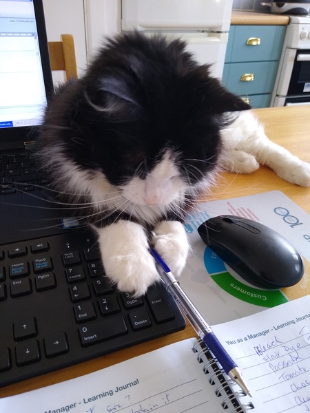 WFH Cats 🐈