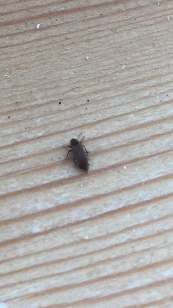 Help me to identify these bugs