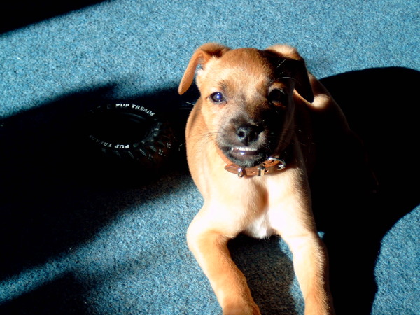 To think that puppies should be illegal?