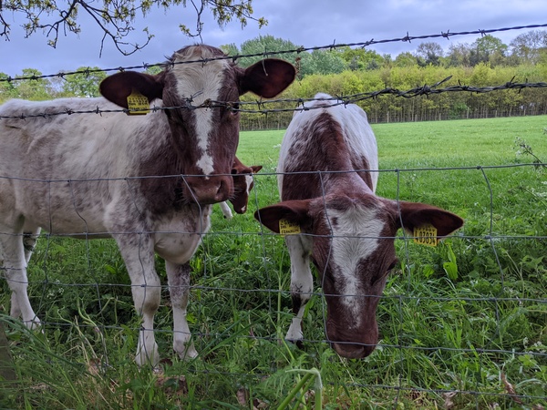 Cows on walking routes!