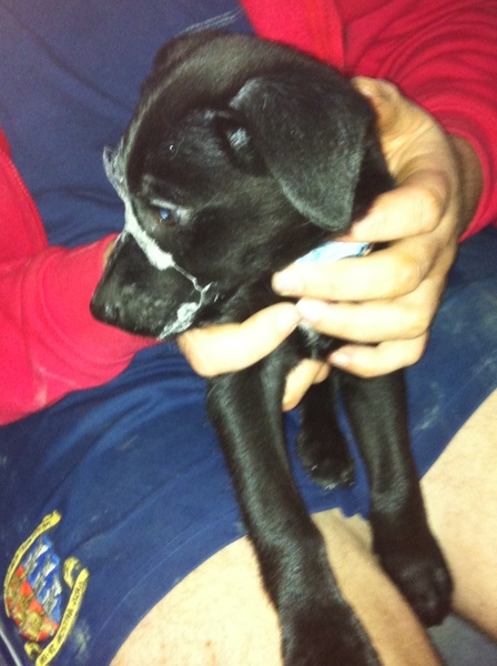 To think that puppies should be illegal?