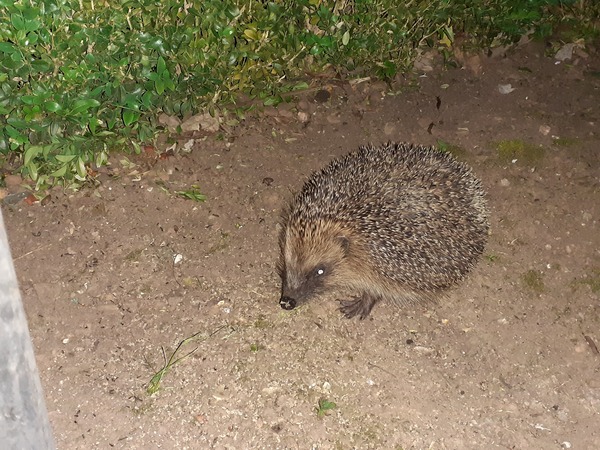 Hedgehogs