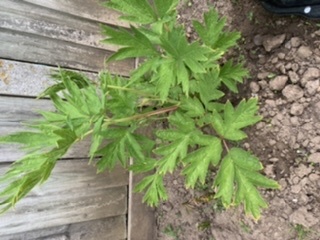 Plant ID please