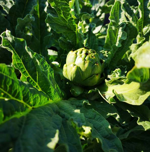 Allotment/Veg Patch Thread 15 - will winter ever end?